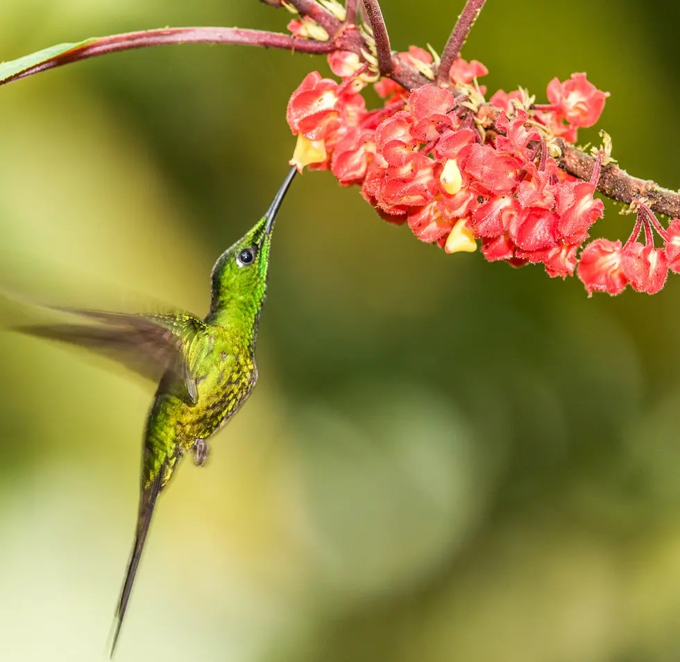 Hummingbird at Mashpi