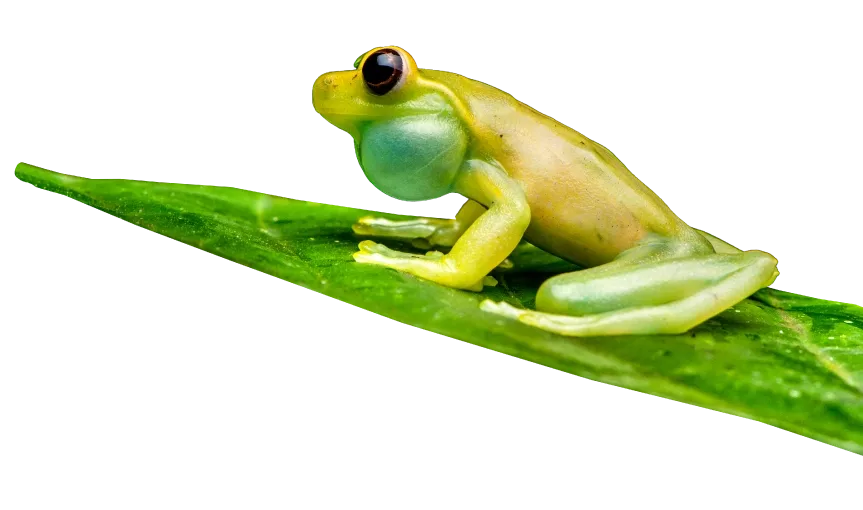 Una rana verde vibrante se posa en una hoja en Mashpi Lodge, encarnando la rica biodiversidad de la selva nublada ecuatoriana.