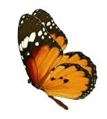 Mariposa colorida, emblemática de la diversidad ecológica en Mashpi Lodge, elegantemente posada.