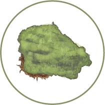 Ilustración de una rama verde cubierta de musgo, típica de la exuberante flora del ecosistema del bosque nuboso de Mashpi Lodge&#039.