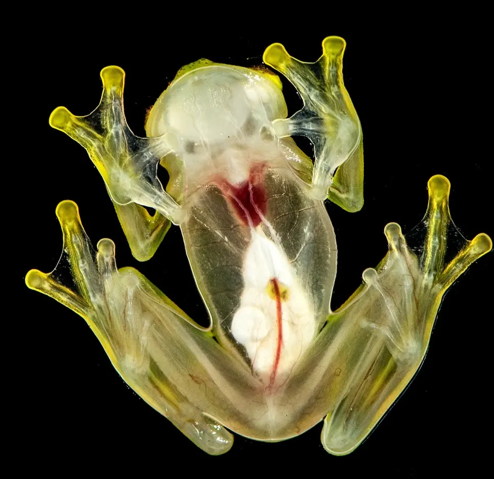Rana de cristal transparente con órganos internos visibles, posada y mimetizándose con su entorno en la Reserva Mashpi.