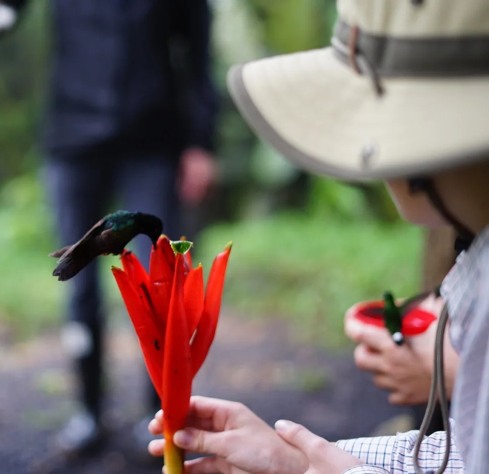A hummingbird feeding from a bright red flower held by a visitor at Mashpi Reserve.
