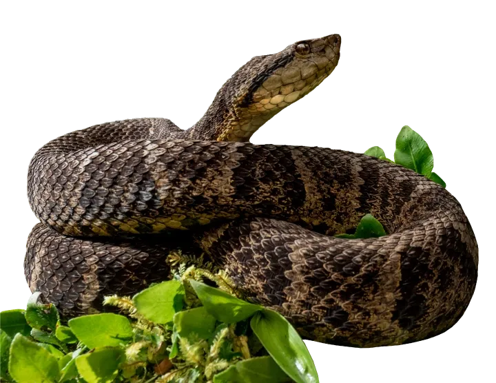 A vibrant snake in its natural habitat at Mashpi The Reserve, Ecuador.