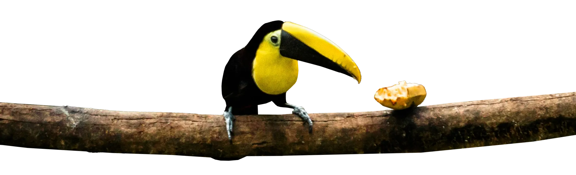 A vibrant yellow-billed toucan perches on a branch in the biodiverse Choco Andino region at Mashpi Reserve.