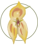 Delicate orchid illustration, symbolizing the rich flora at Mashpi Lodge's cloud forest.