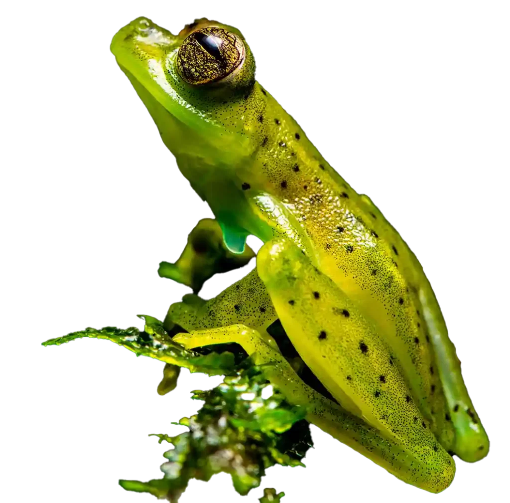 Mashpi Green Frog
