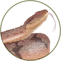 Illustration of a serpent from Mashpi Lodge, indicative of the cloud forest's reptilian inhabitants.