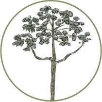 Illustration of a tree native to Mashpi Lodge's cloud forest, showcasing the diverse arboreal life.