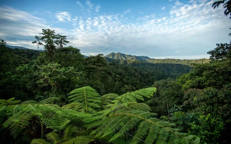 Scenic view of the biodiverse Mashpi Reserve, home to the acclaimed Mashpi Lodge in Ecuador.
