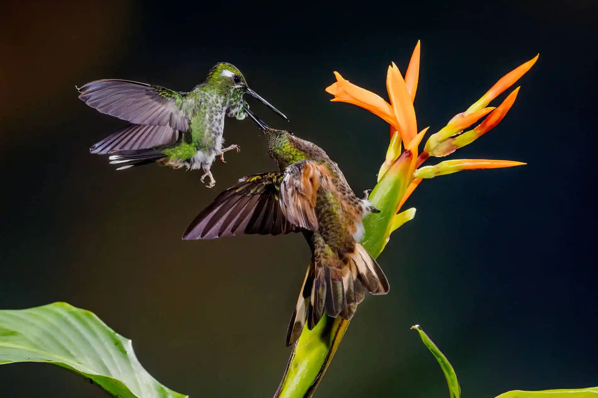 Two Buff-tailed Coronet hummingbirds in flight, one approaching a flower, showcasing their dynamic interactions in Mashpi.