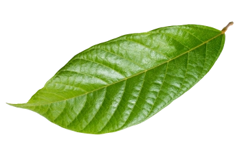 Lush green leaf from Mashpi Lodge's surrounding cloud forest, symbolizing rich biodiversity.