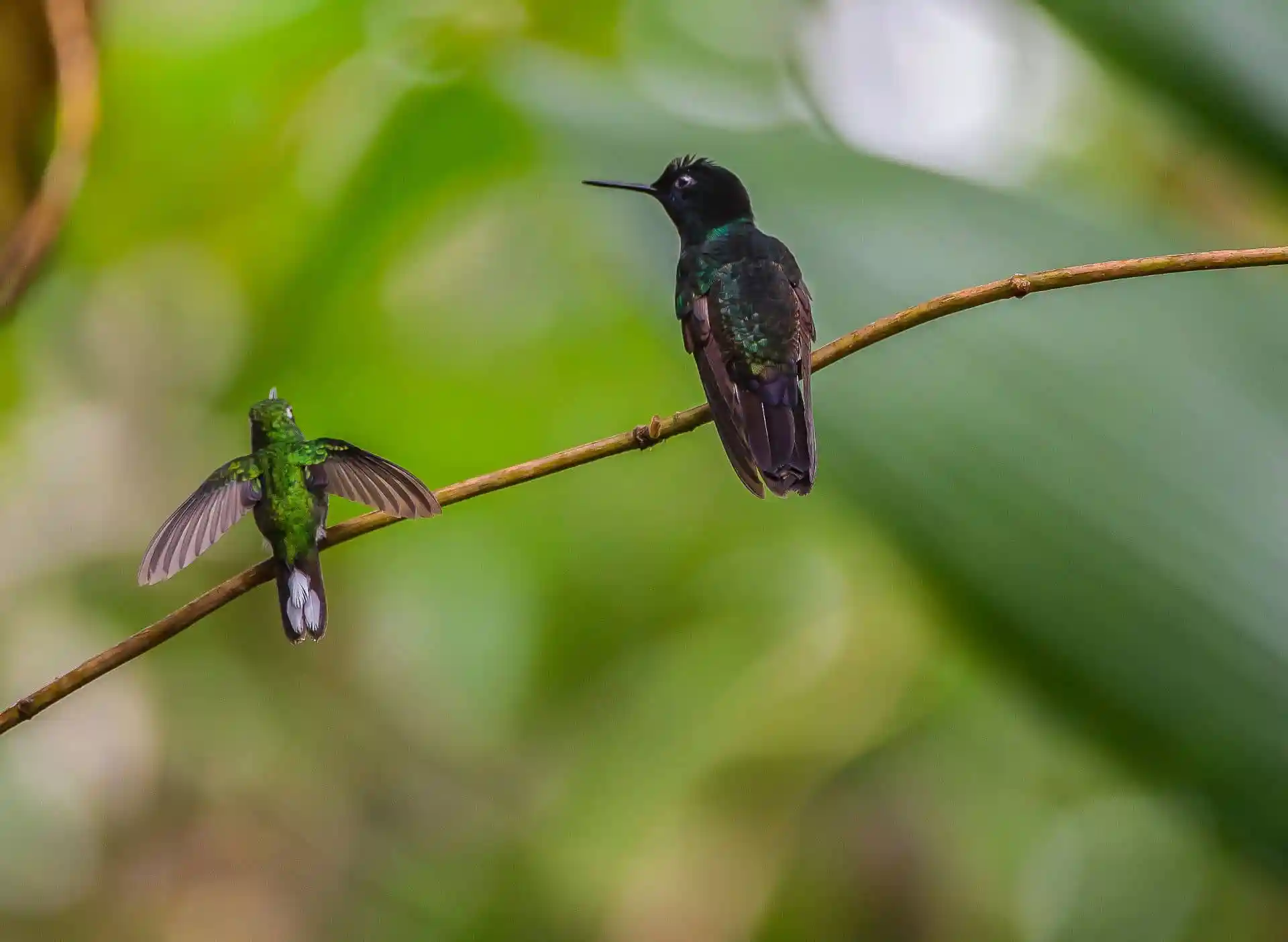 Birds on a branch, one in flight, in the biodiverse Mashpi forest, Ecuador.