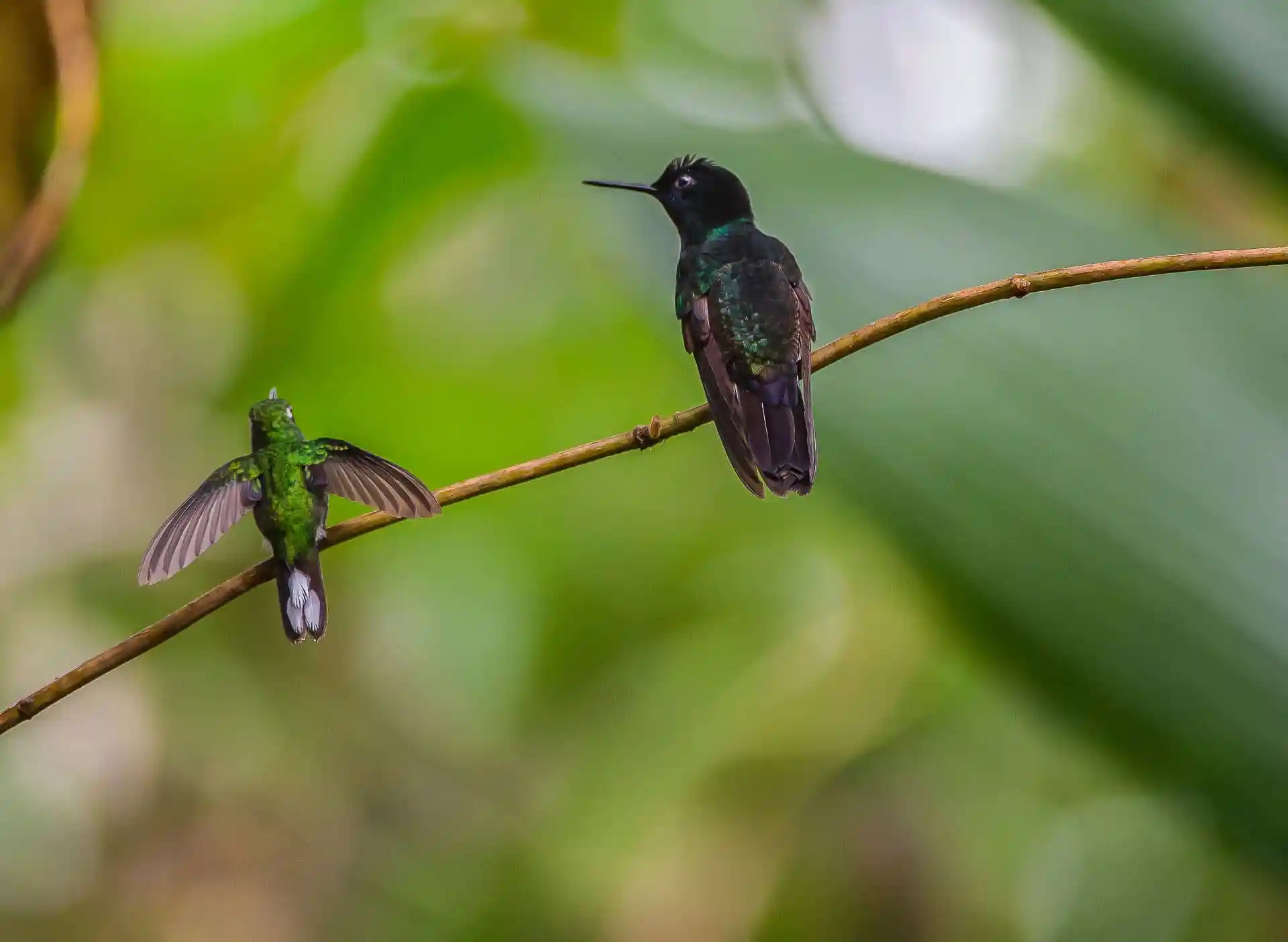 Pájaros sobre una rama, uno en vuelo, en el biodiverso bosque de Mashpi, Ecuador.