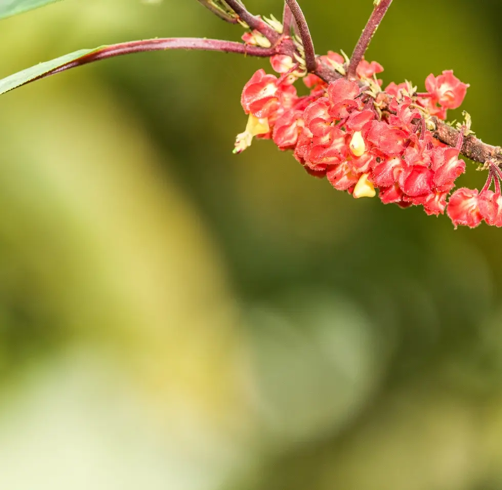 Primer plano de una flor roja intensa con un fondo verde desenfocado, indicativo de la exuberante biodiversidad de Mashpi Lodge.