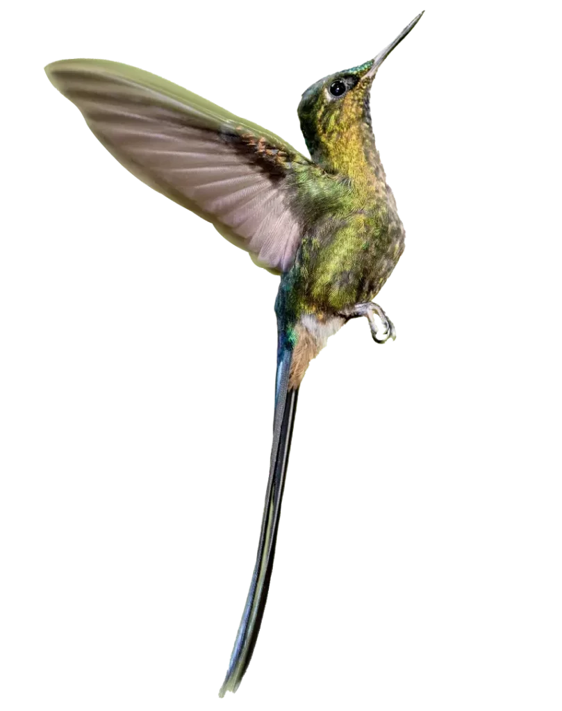 Colibrí suspendido en pleno vuelo con las alas extendidas, mostrando plumas iridiscentes, características de la biodiversidad en la zona de Mashpi Lodge.