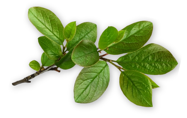 Verdant leaves from Mashpi Lodge's reserve, showcasing the biodiversity of the Ecuadorian cloud forest.