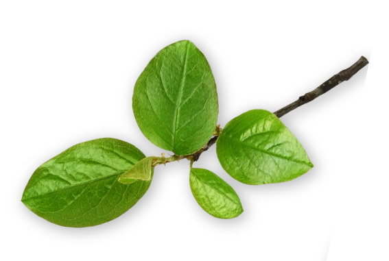 Vibrant green leaf from the biodiverse Mashpi Reserve in Ecuador, symbolizing the rich flora explored at Mashpi Lodge.