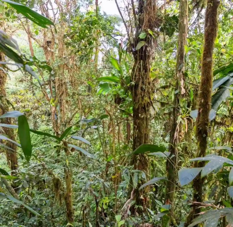 Verdant foliage in the Mashpi Lodge reserve, a backdrop to the skybike adventure through the Ecuadorian Chocó.