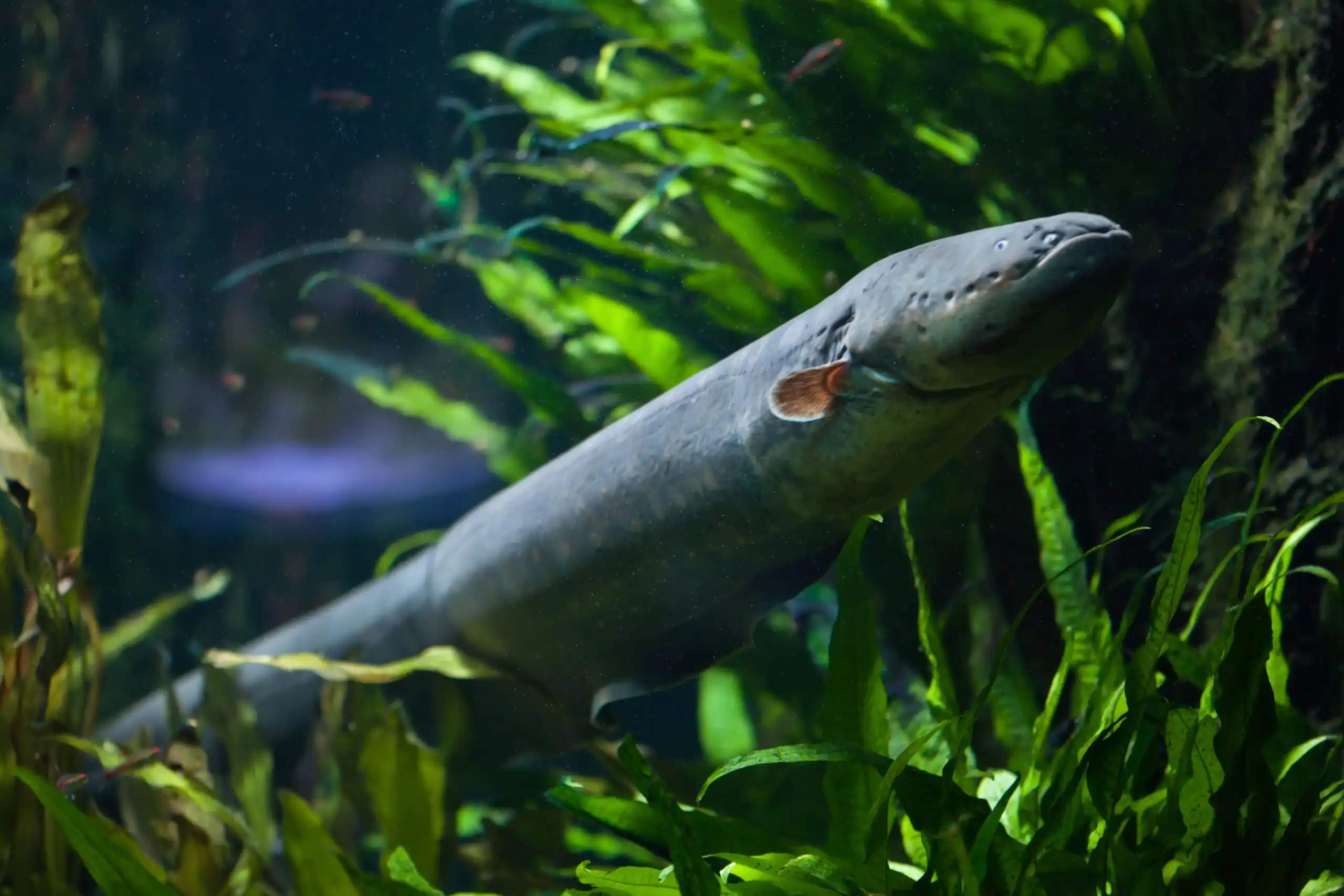 South American electric eel