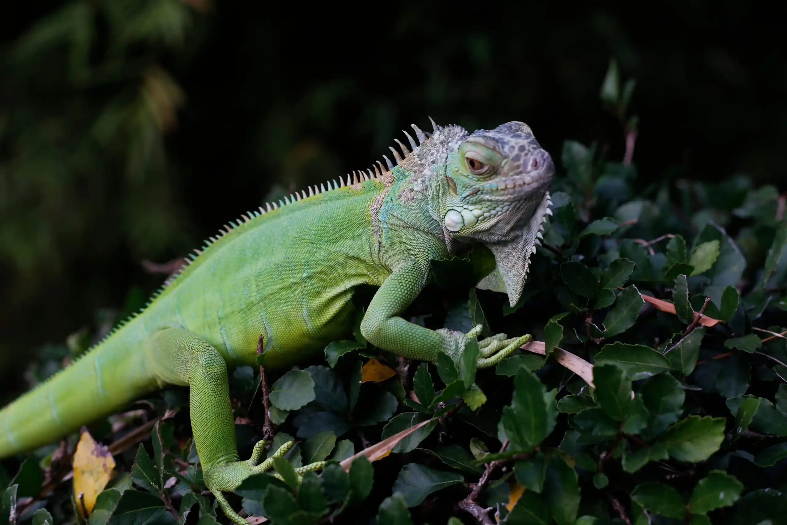 South American green iguana