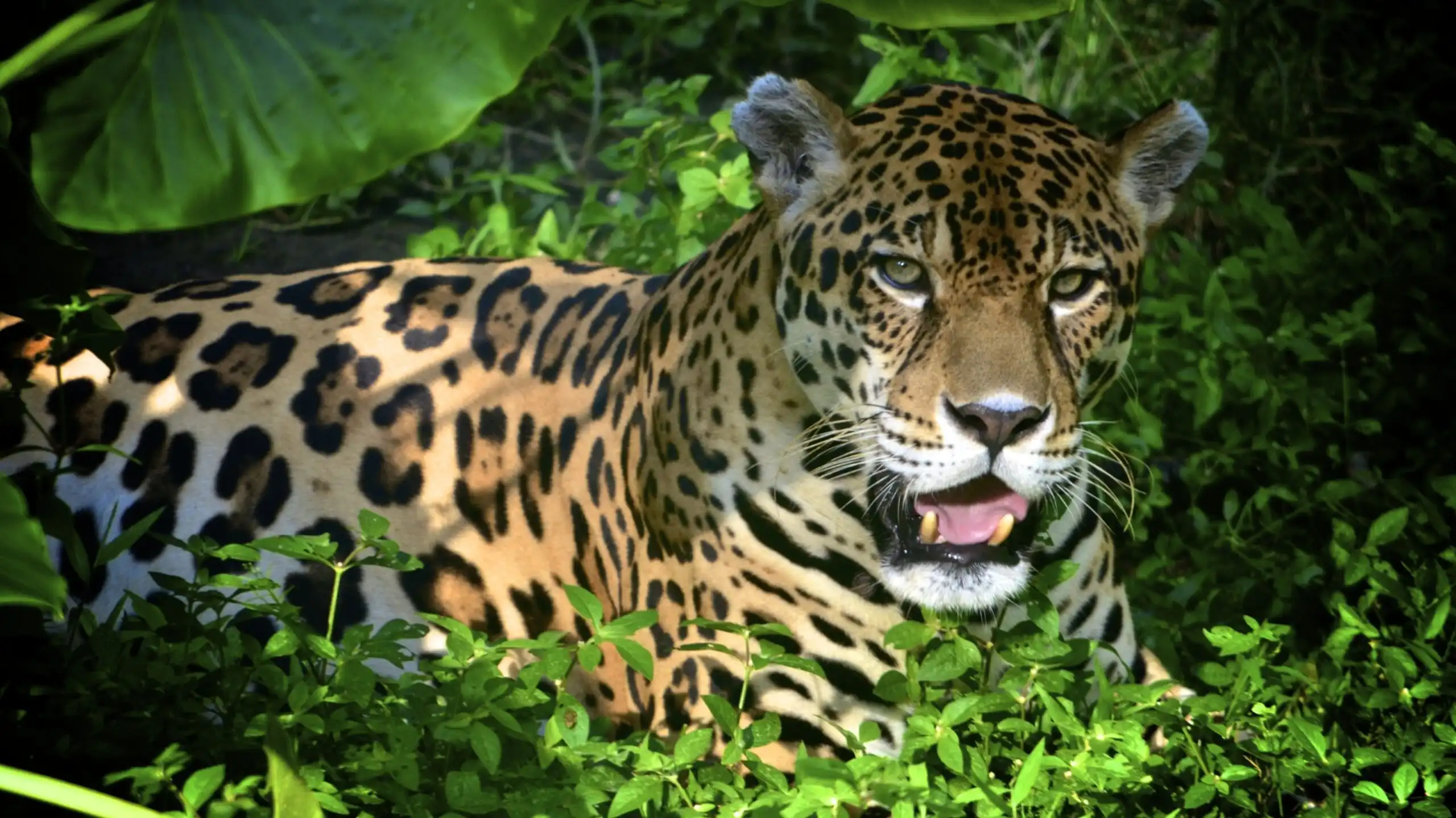 Jaguar al rainforest hotel