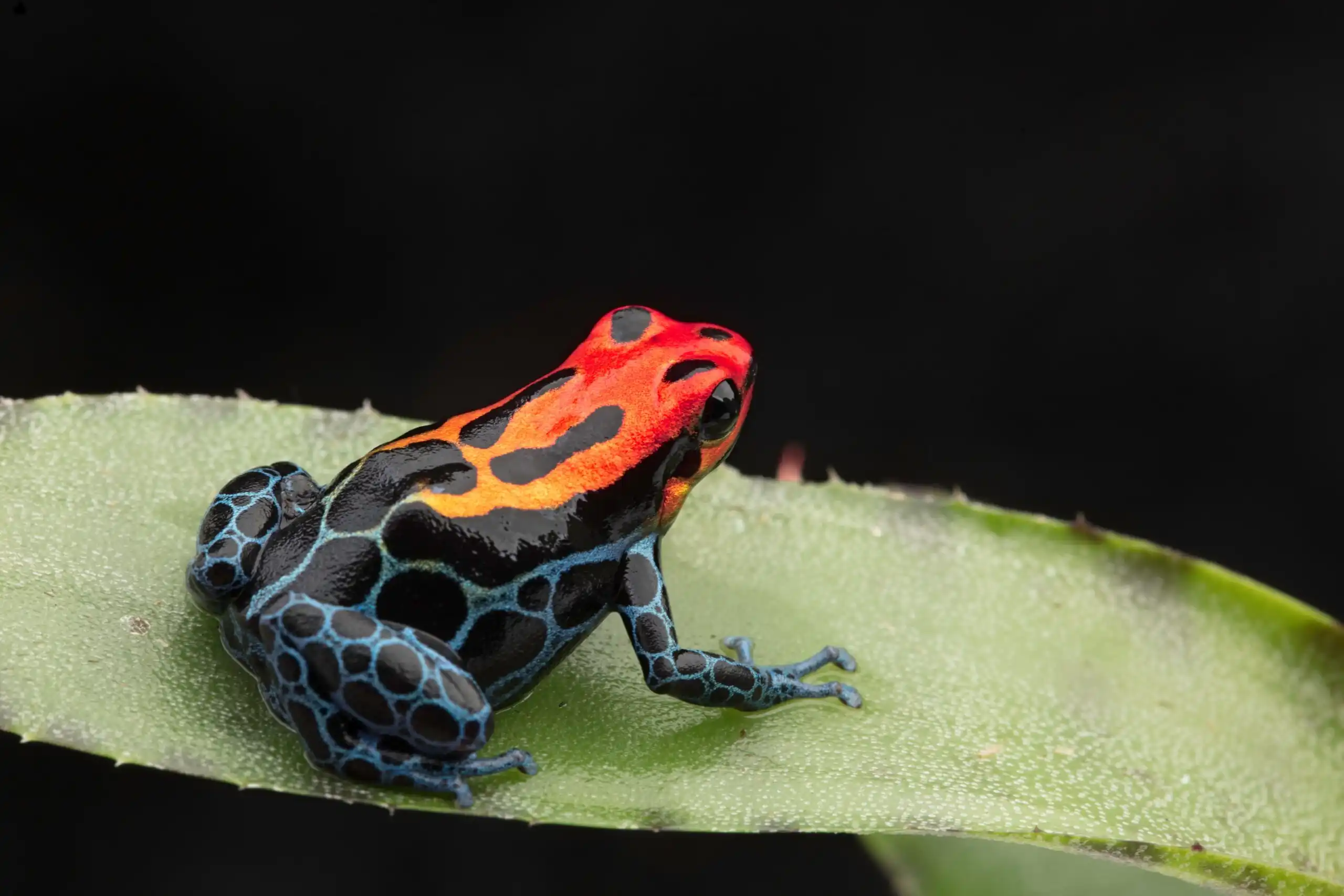South American poison dark frog