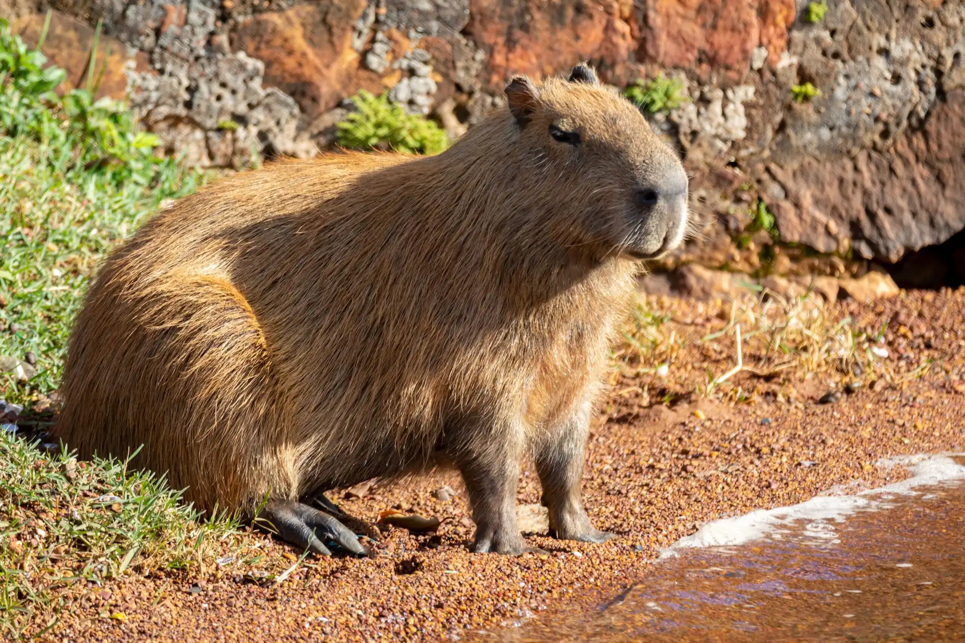 Capybara at rainforest hotel