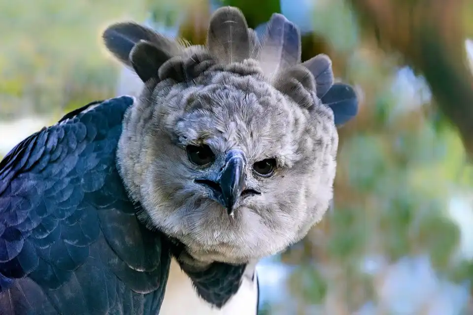 South American harpy eagle