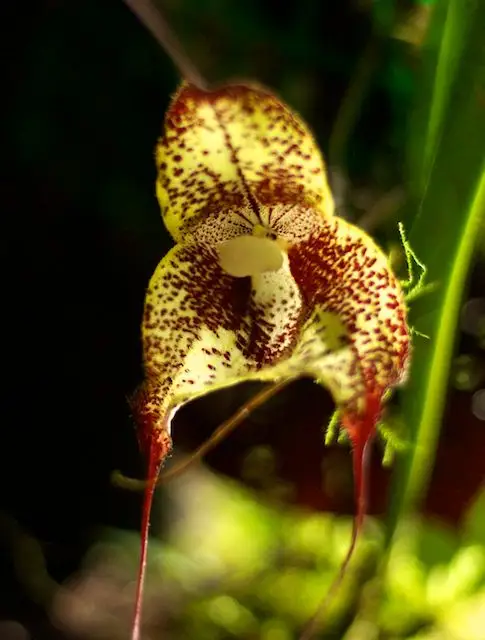 South American Orchids