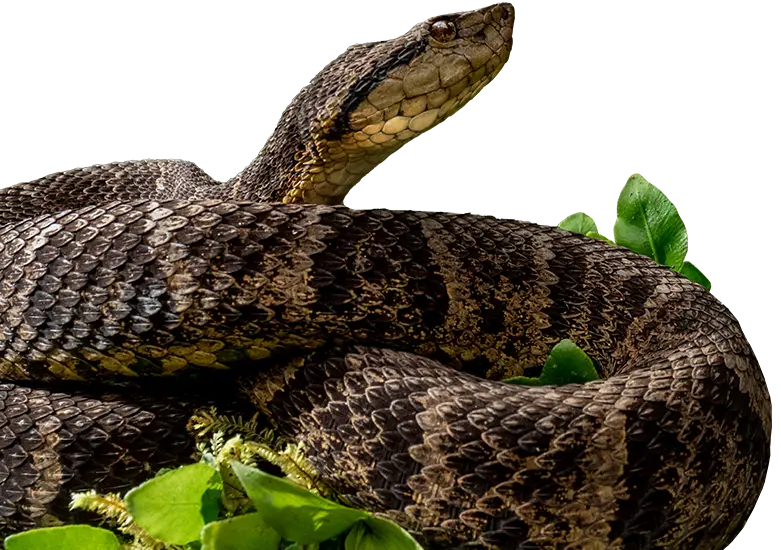 snake mashpi lodge blog