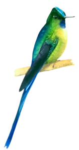 Violet Tailes Sylph Bird