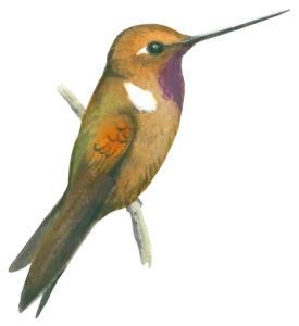 Brown Inca Bird