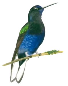 Velvet purple coronet