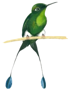 Booted Raquet Tail