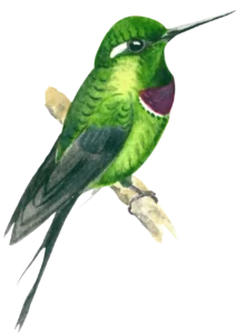 Purple Bibbed Whitetip Bird