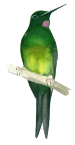 Bird Empress Brilliant
