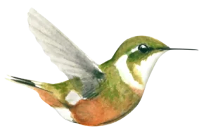 Purple Throathed Woodstar Fem