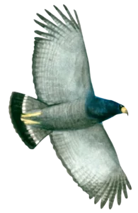 Barred Hawk
