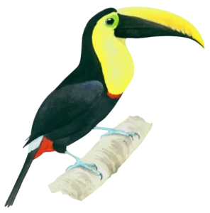 Choco Tucan