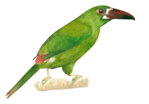 Crimson Rumped Tucanet