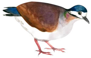 Indigo Crowned Quail Dove