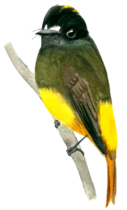 Papamoscas adornado