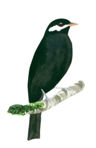 Solitario Negro