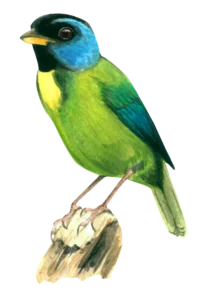 Moss Backed Tanager