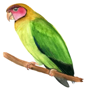 Rose Faced Parrot