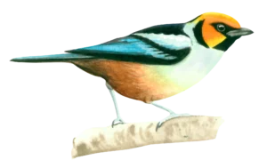 Flame Faced Tanager