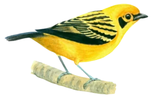 Golden Taneger