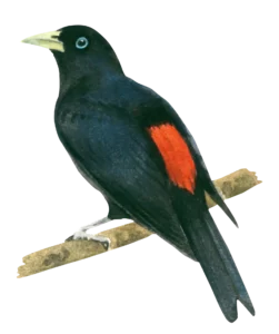 Scarlet Rumped Cacique