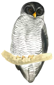 Black and White Owl