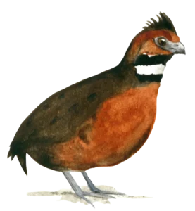 Fronted wood quail